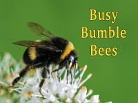Busy_Bumble_Bees